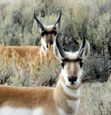 Curious pronghorns.