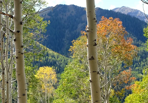Photo of aspen trees in the fall.